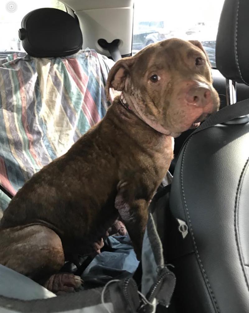 Un Pitbull maigre a été abandonné à l’extérieur d’un refuge dans une cage à oiseaux 17 pitbull