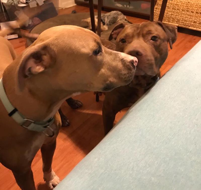 Un Pitbull maigre a été abandonné à l’extérieur d’un refuge dans une cage à oiseaux 19 chien