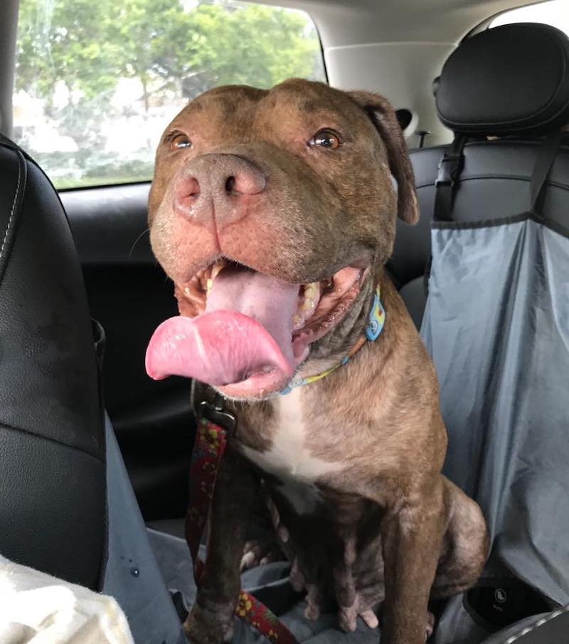 Un Pitbull maigre a été abandonné à l’extérieur d’un refuge dans une cage à oiseaux 20 Birdie