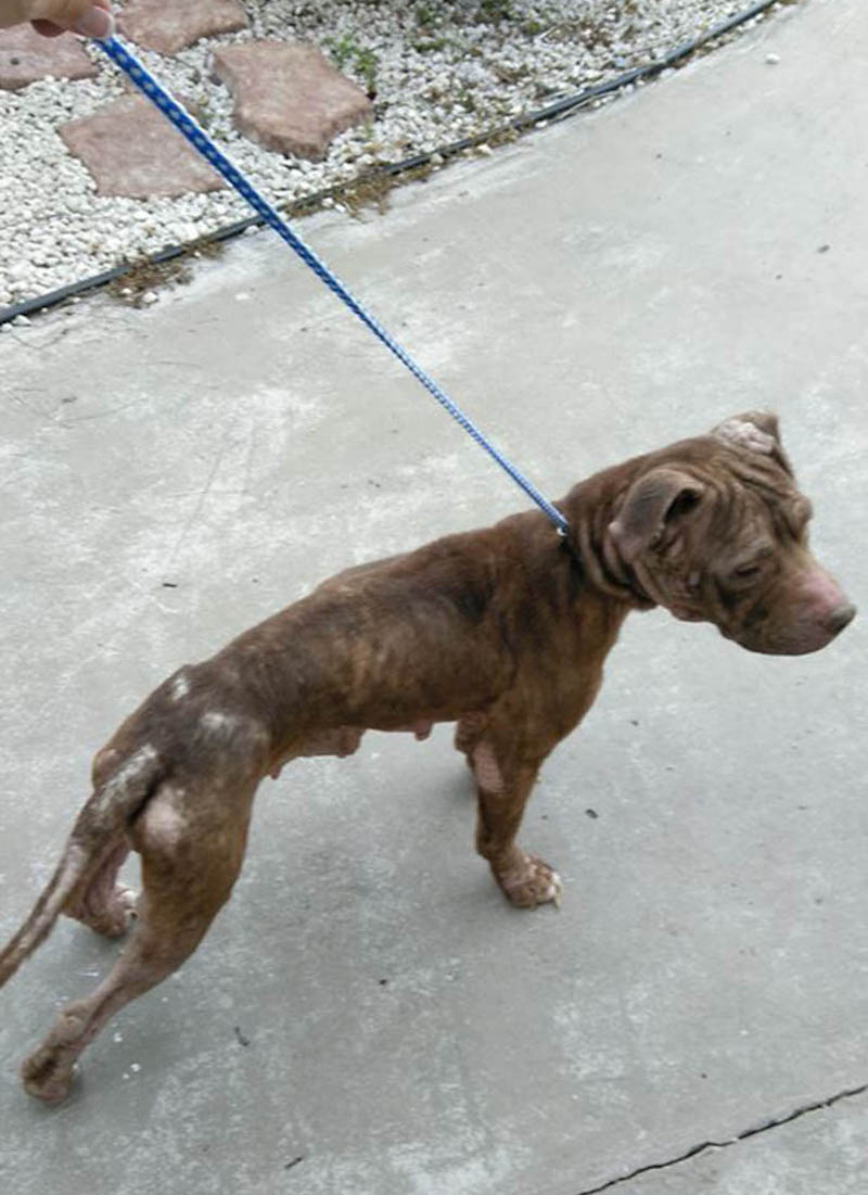 Un Pitbull maigre a été abandonné à l’extérieur d’un refuge dans une cage à oiseaux 18 pitbull