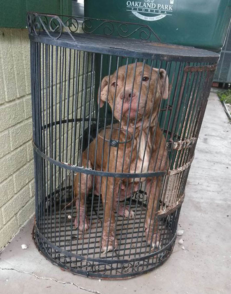 Un Pitbull maigre a été abandonné à l’extérieur d’un refuge dans une cage à oiseaux 16 pitbull