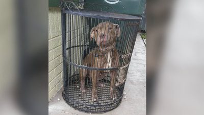 Un Pitbull maigre a été abandonné à l'extérieur d'un refuge dans une cage à oiseaux