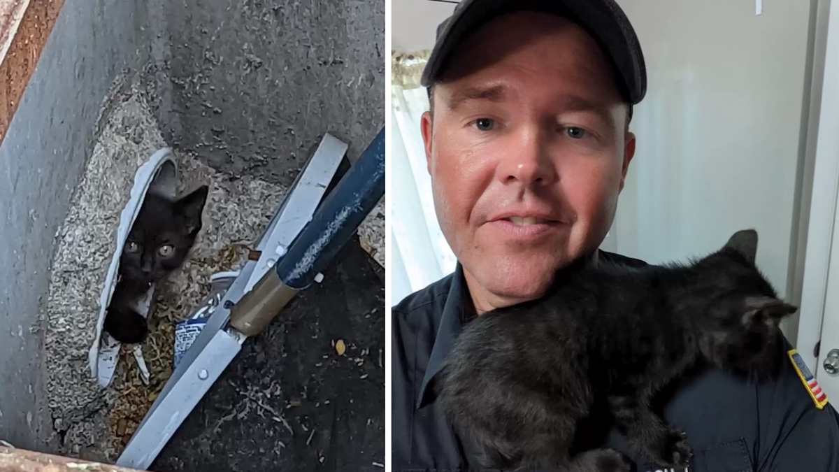 Un pompier sauve un chat d'un égout et finit par l'adopter : "Je suis tombé amoureux de lui"