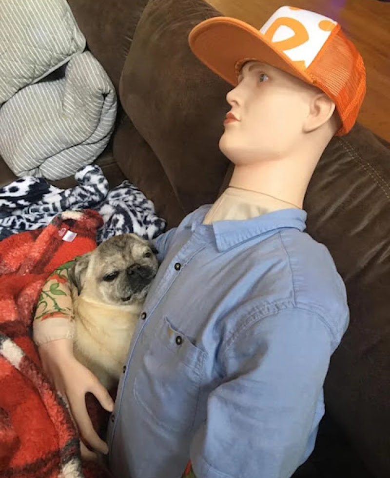 dog