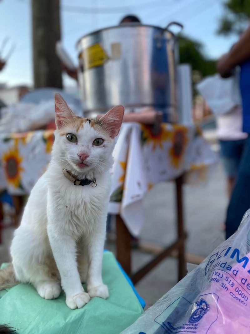 cat