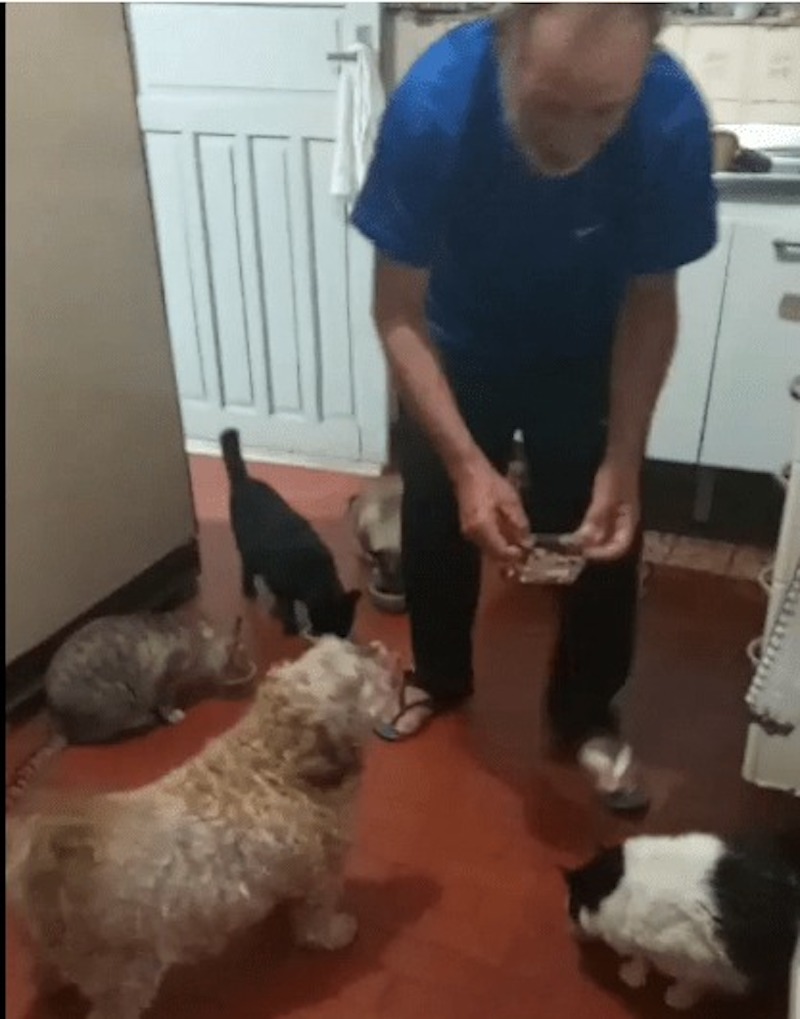 cat