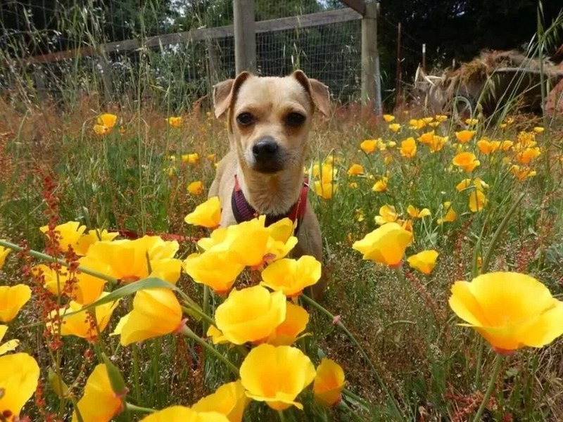 female dog