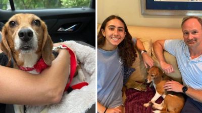 Une chienne beagle sauvée d'un chenil a trouvé une famille et s'adapte maintenant à sa nouvelle vie