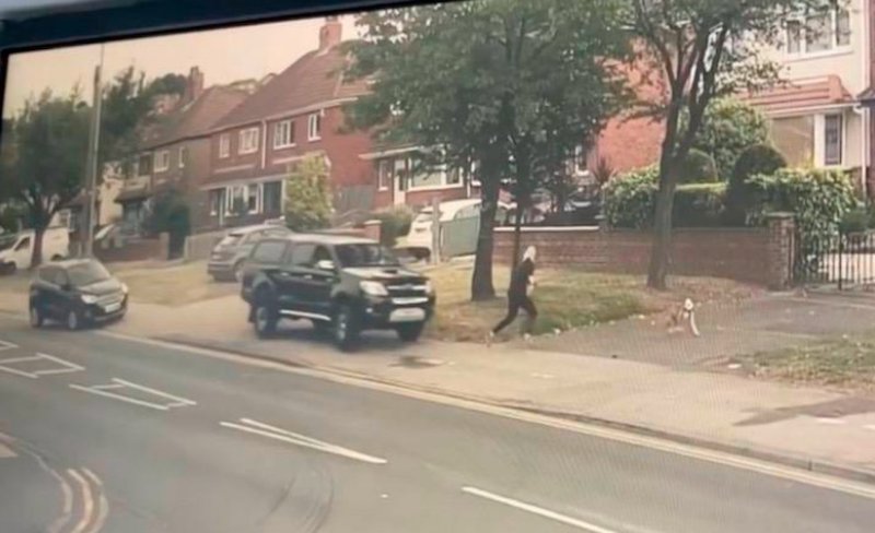 Une chienne empêche sa maîtresse de se faire écraser : « Je lui dois la vie » 2 chienne