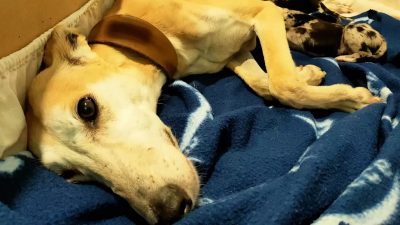 Une chienne lévrier mal nourrie a protégé ses chiots après avoir été sauvée d'un hangar