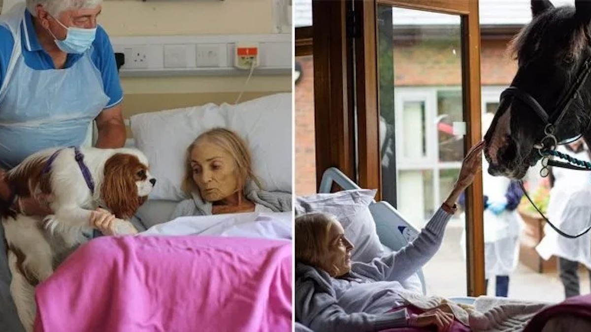 Une femme âgée dit adieu pour la dernière fois à son cheval et à ses chiens adorés depuis son lit d'hôpital