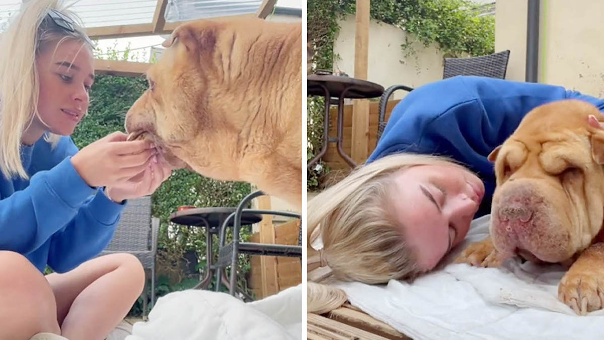 Une femme offre à son chien adoré depuis 12 ans des dernières heures pleines d'amour.