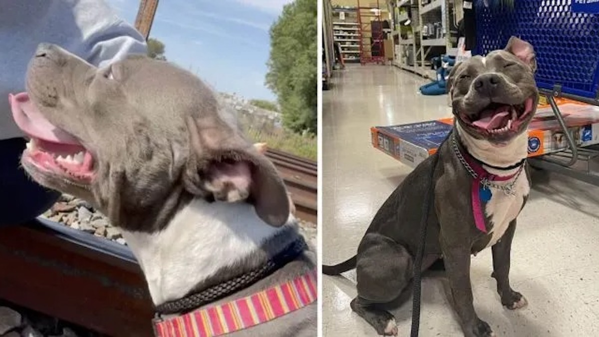Une femme sauve une chienne errante quelques secondes avant que le train ne l'écrase