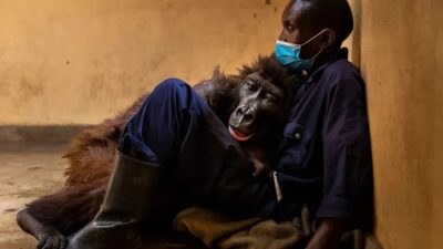 Une gorille meurt dans les bras du jeune homme qui l'a sauvée lorsqu'elle était bébé