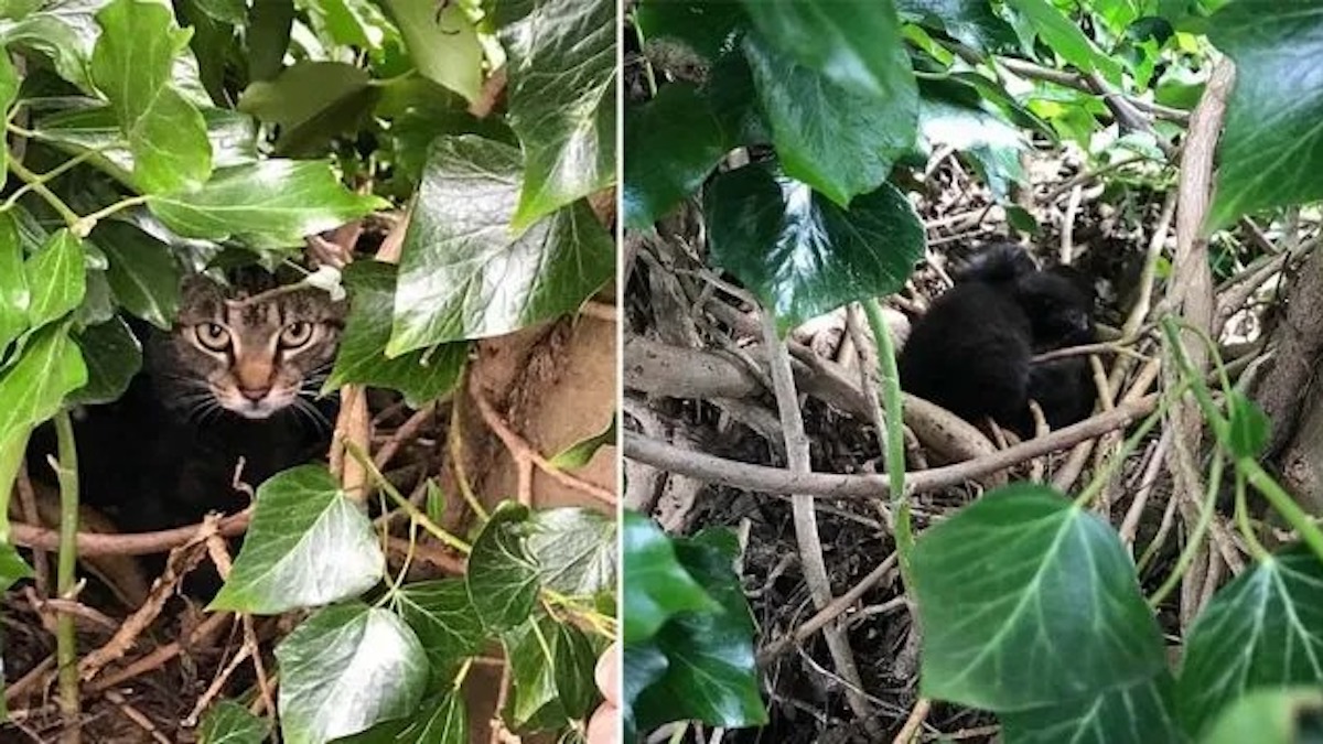 Une maman chatte et ses bébés nouveau-nés sont retrouvés vivants dans un nid d'oiseau