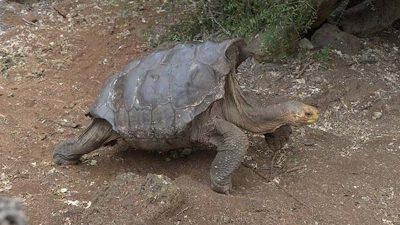 Une tortue en grand danger d'extinction a eu 800 petits et sauve son espèce