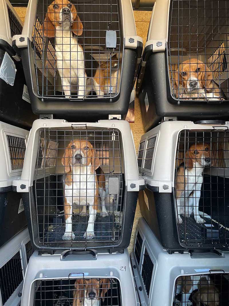 Vidéo: 4000 chiens Beagle élevés pour des expériences ont été sauvés et ont besoin d’une autre chance 31 beagles