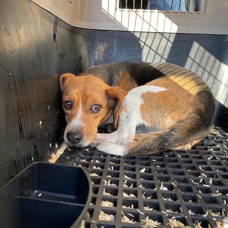 Vidéo: 4000 chiens Beagle élevés pour des expériences ont été sauvés et ont besoin d’une autre chance 33 chiens