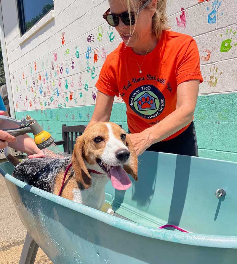 Vidéo: 4000 chiens Beagle élevés pour des expériences ont été sauvés et ont besoin d’une autre chance 34 svg%3E