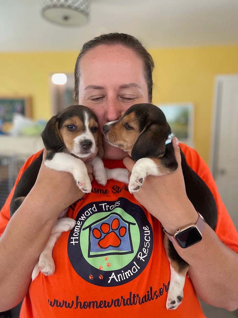 Vidéo: 4000 chiens Beagle élevés pour des expériences ont été sauvés et ont besoin d’une autre chance 32 beagles