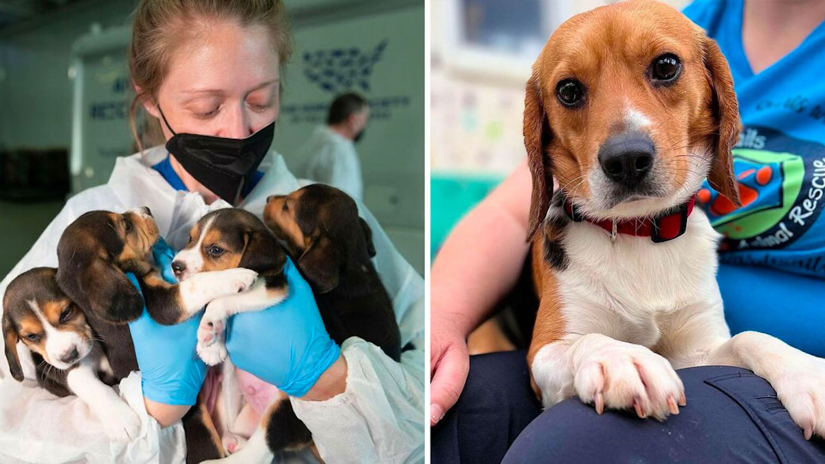 Vidéo: 4000 chiens Beagle élevés pour des expériences ont été sauvés et ont besoin d'une autre chance