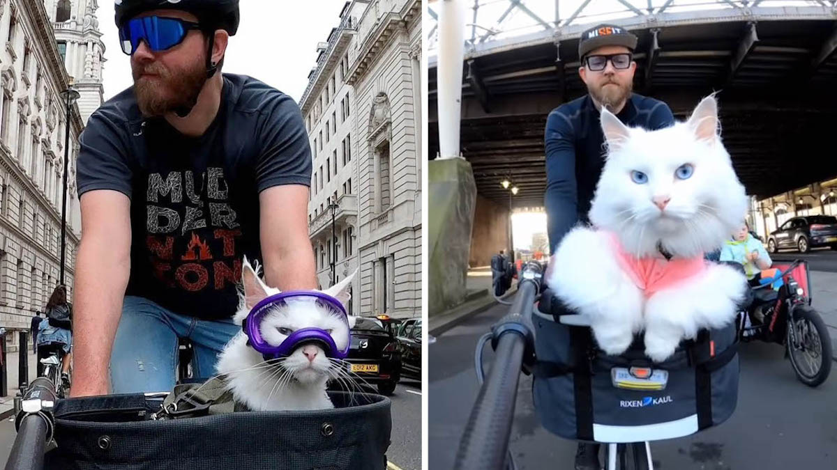 Vidéo: Cette chatte adore faire du vélo pendant que son maître explore les rues de Londres