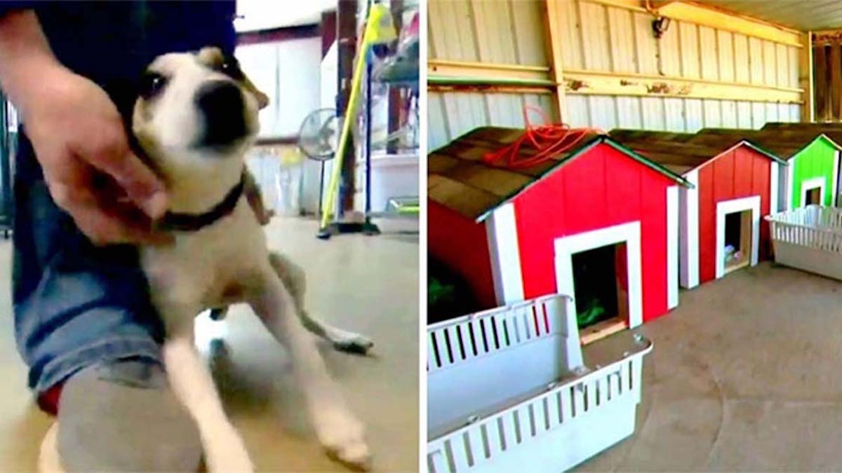 Vidéo: Des élèves fabriquent des niches pour chiens en classe de construction et les donnent à des refuges