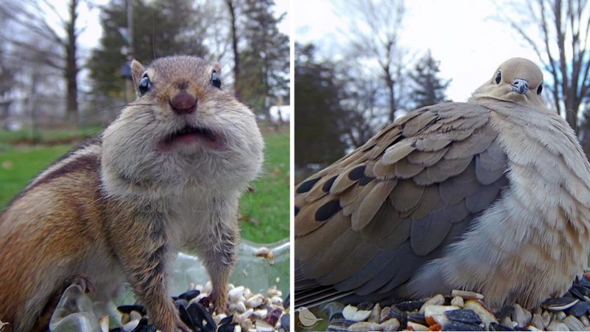 Vidéo: Elle a installé une caméra à côté de la nourriture pour oiseaux dans son jardin et le résultat est incroyable
