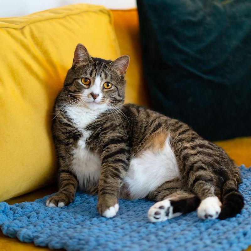 Vidéo émouvante: Le chat le plus triste d’un refuge se transforme grâce à l’amour 9 refuge