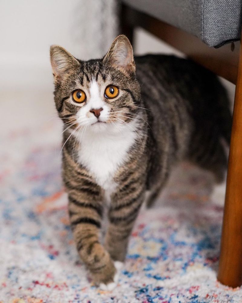 Vidéo émouvante: Le chat le plus triste d’un refuge se transforme grâce à l’amour 10 chat