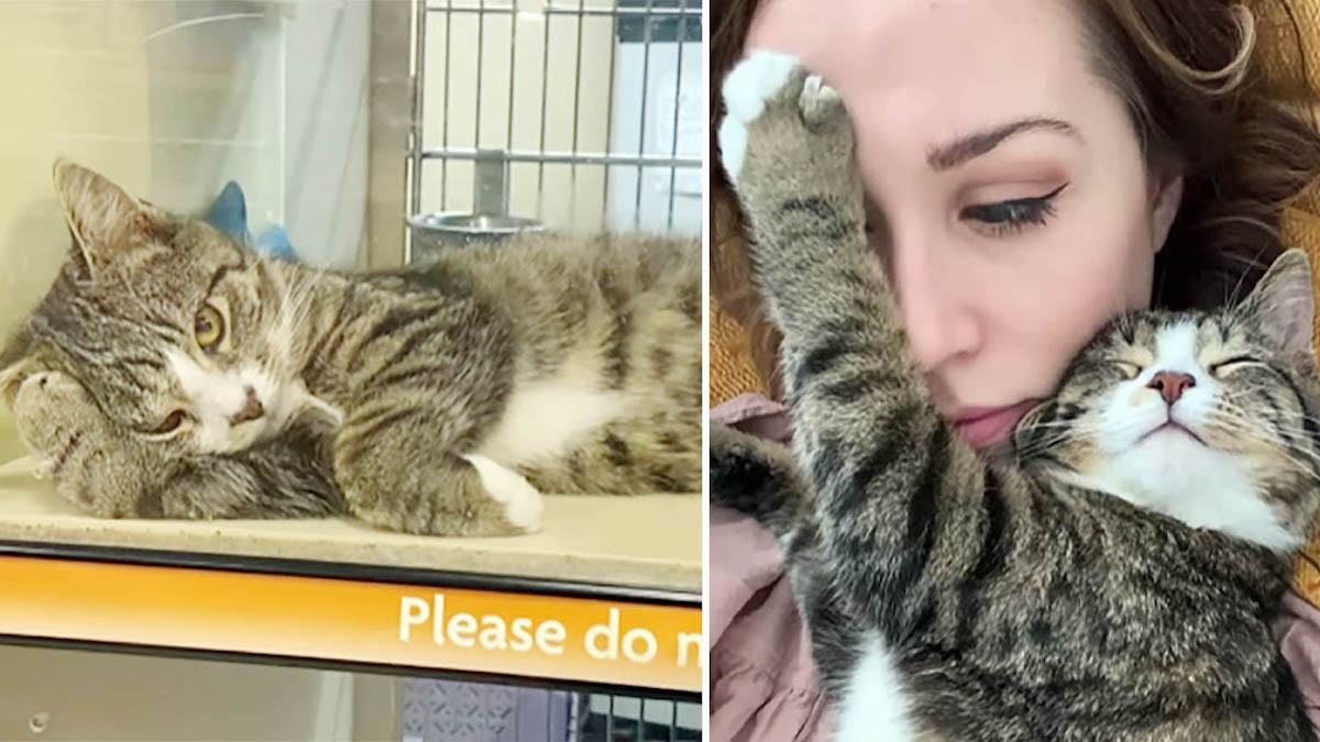 Vidéo émouvante: Le chat le plus triste d'un refuge se transforme grâce à l'amour