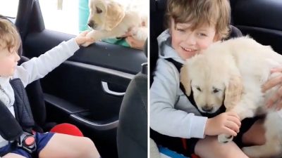 Vidéo émouvante: Un enfant autiste a reçu un chiot comme nouvel ami, ils se comprennent avec de l'affection