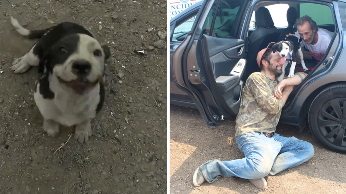 Vidéo émouvante: Un homme s'est effondré lorsqu'il a retrouvé son chien qui avait été perdu dans un incendie