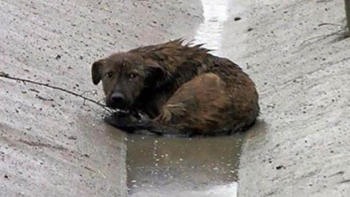 Vidéo: Ils sauvent un chien qui s'est retrouvé avec deux pattes cassées après avoir été écrasé