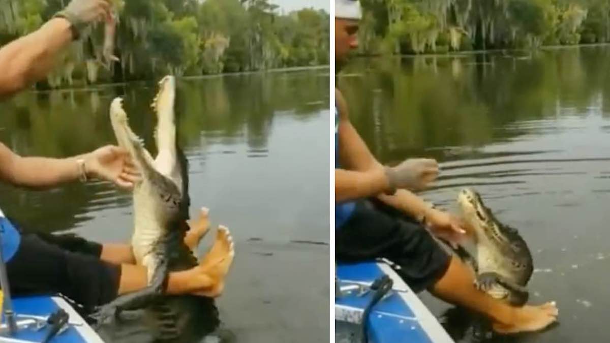 Vidéo incroyable: Un homme nourrit un crocodile dans sa main et le caresse lorsqu'il a terminé