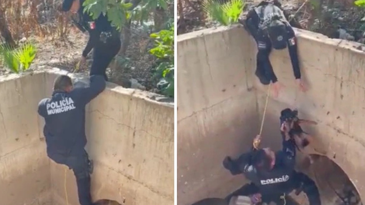 Vidéo: La police est arrivée juste à temps pour sauver un chien effrayé coincé dans un égout