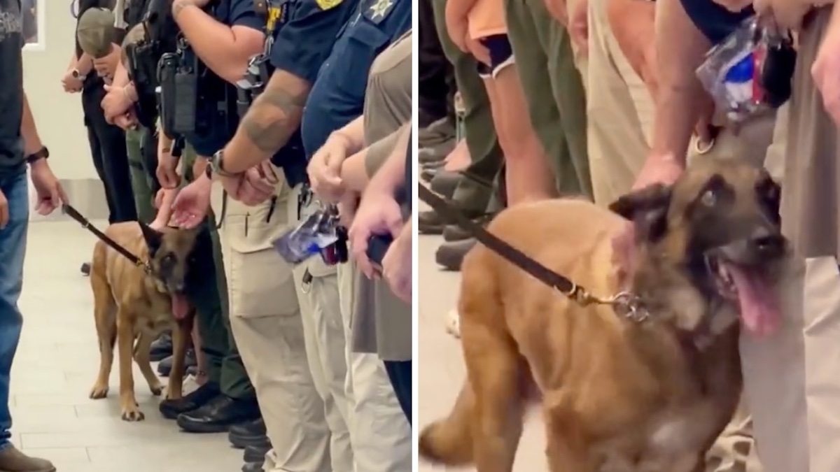 Vidéo: La police fait des adieux émouvants à un chien d'assistance en phase terminale : "C'était un héros"