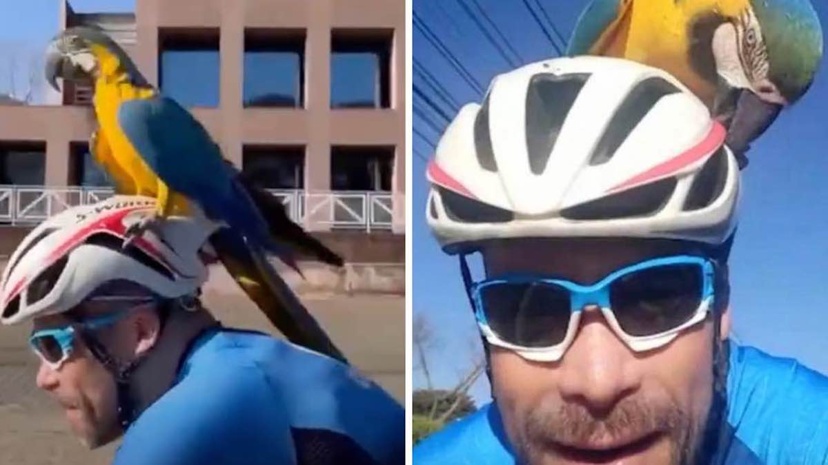 Vidéo : L'ara s'est perché sur le casque d'un cycliste et a apprécié la balade : "C'était une très bonne sensation"