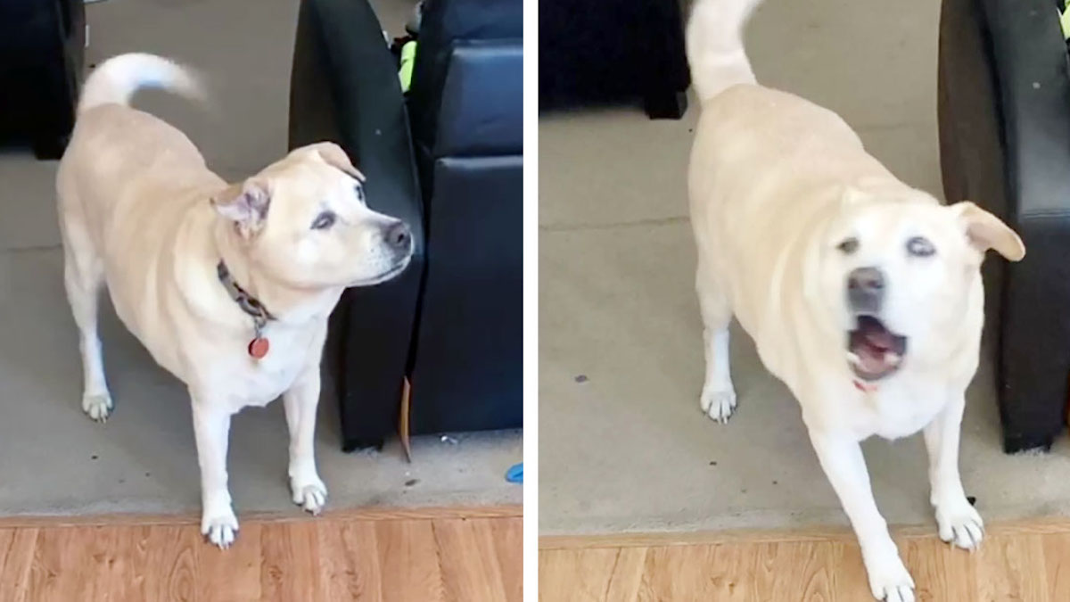 Vidéo: Le chien âgé est heureux d'être emmené par sa famille à son endroit préféré : le vétérinaire.