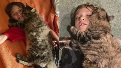 Vidéo poignante: Un chat affectueux dort toujours en câlinant son maître
