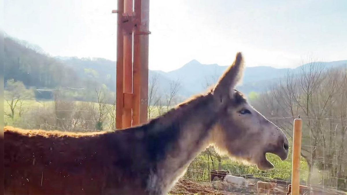 Vidéo: Un âne braie de bonheur lorsqu’il retrouve sa liberté après avoir été attaché durant 8 ans