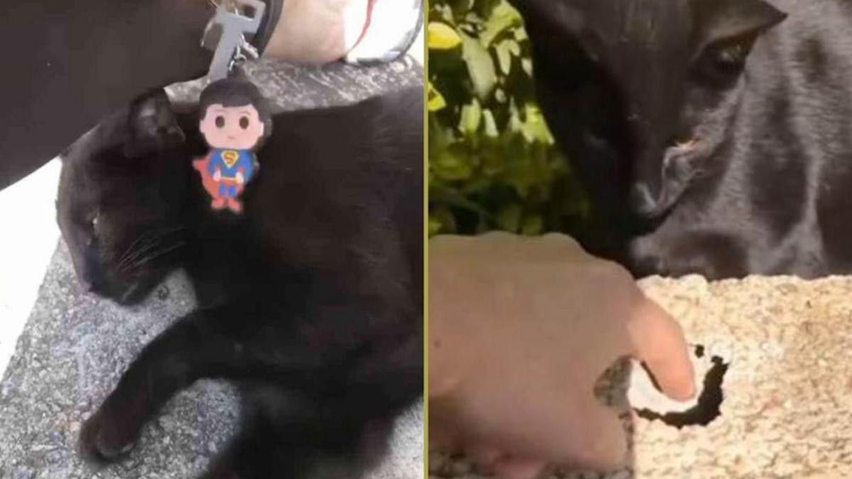 Vidéo: Un chat a sauvé la vie d'une voisine après avoir sorti ses clés d'un trou : "J'ai été surprise"