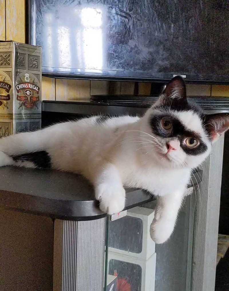 Un Chat Qui Semble Porter Un Masque A Un Chaton Qui Lui Ressemble Exactement Sanimemoirs