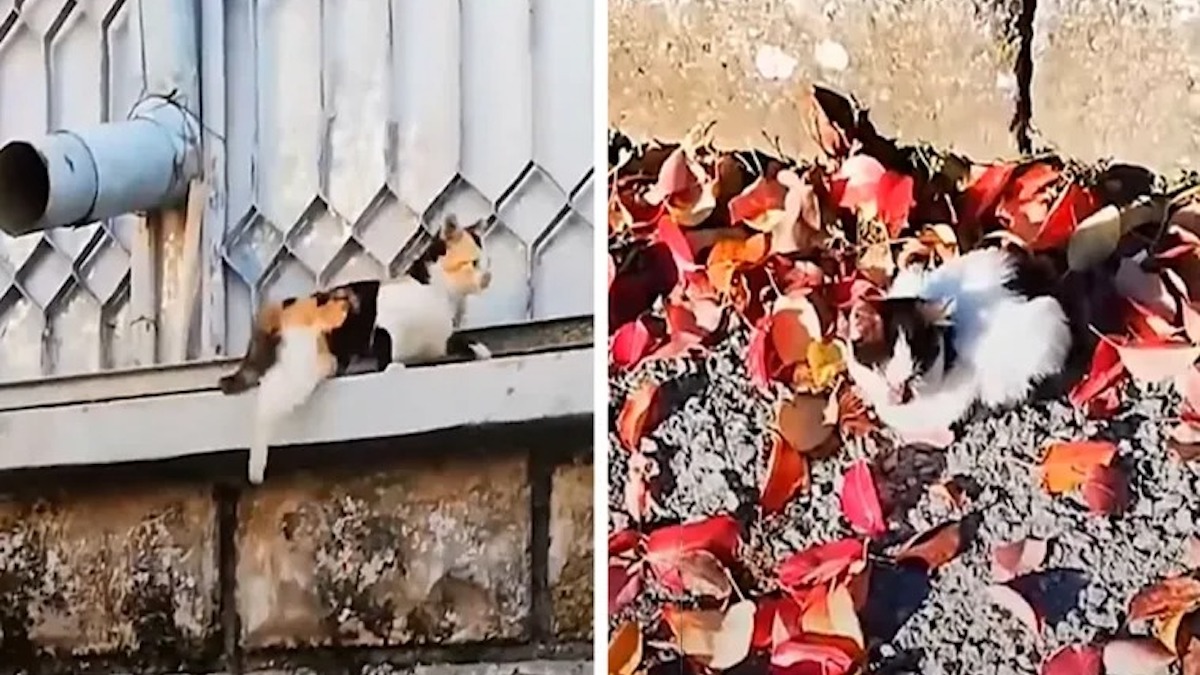 Vidéo: Un chaton s'occupe de son "frère" aveugle et tous deux reçoivent de l'aide lorsqu'ils sont sauvés