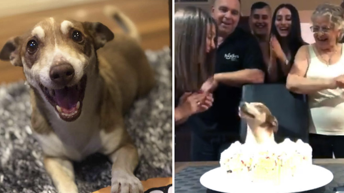 Vidéo: Un chien âgé si heureux qu'on se souvienne de son anniversaire