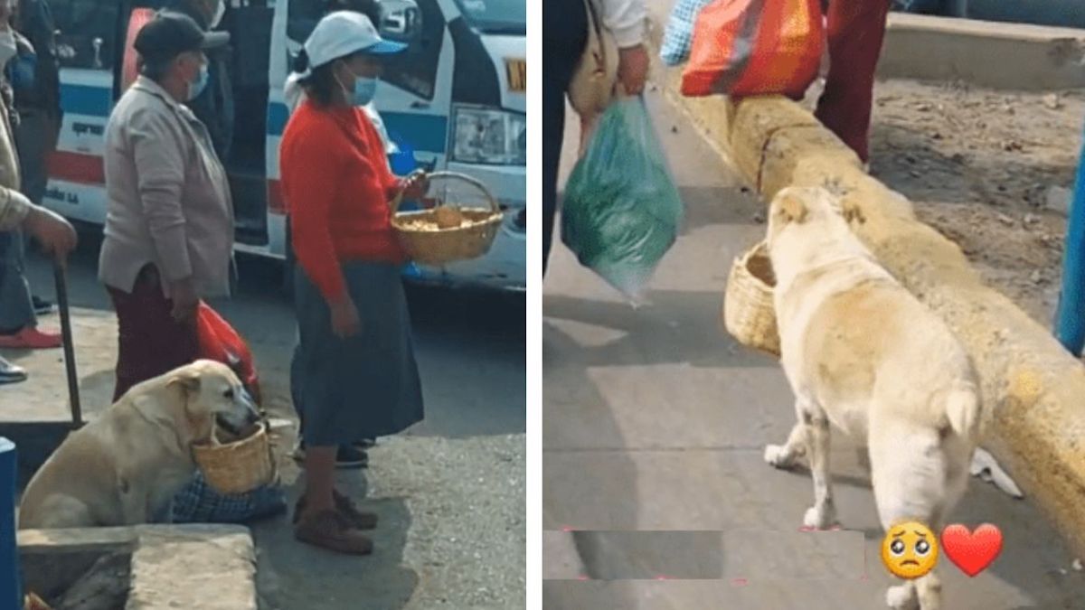 Vidéo: Un chien aide sa maîtresse à vendre les produits qu'elle transporte dans son panier