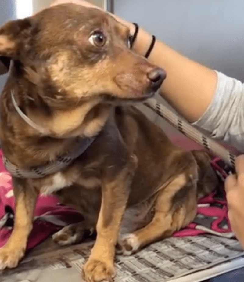 Vidéo: Un chien au cœur brisé est jeté dans un refuge parce qu’il est « trop vieux » 3 refuge