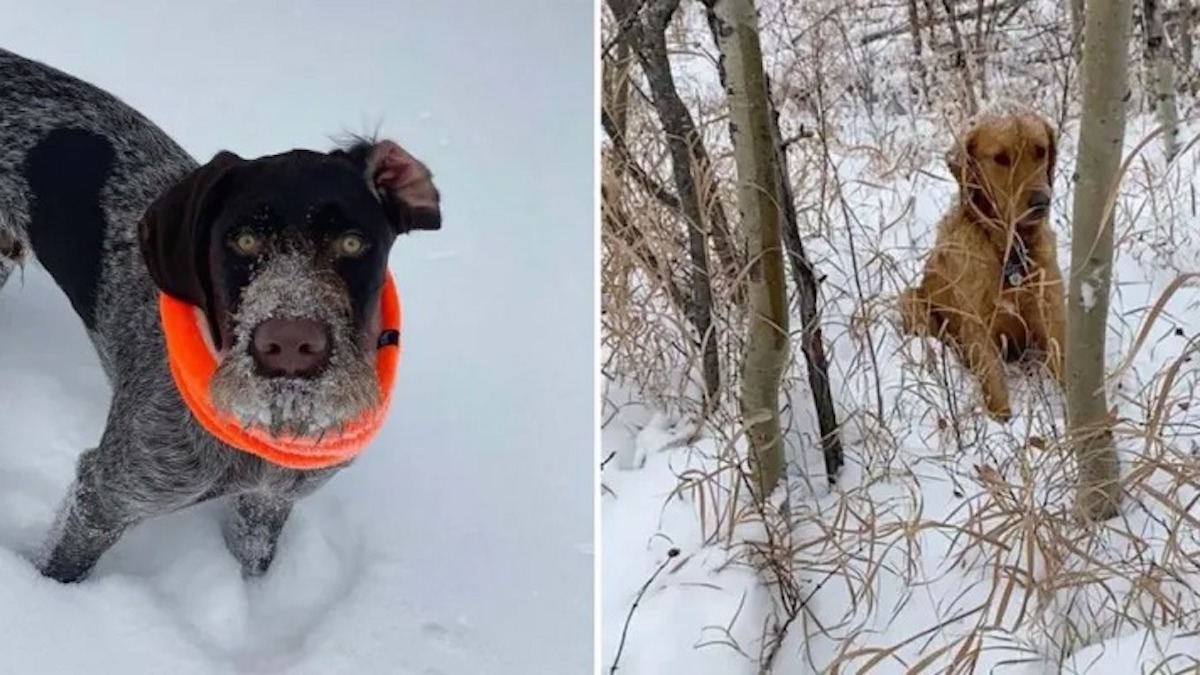 Vidéo: Un chien courageux renifle une personne qui avait besoin de son aide dans la neige