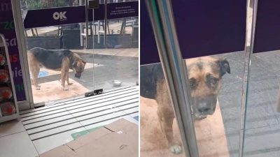 Vidéo: Un chien errant fait une grimace triste quand il voit que la porte de son magasin préféré est fermée