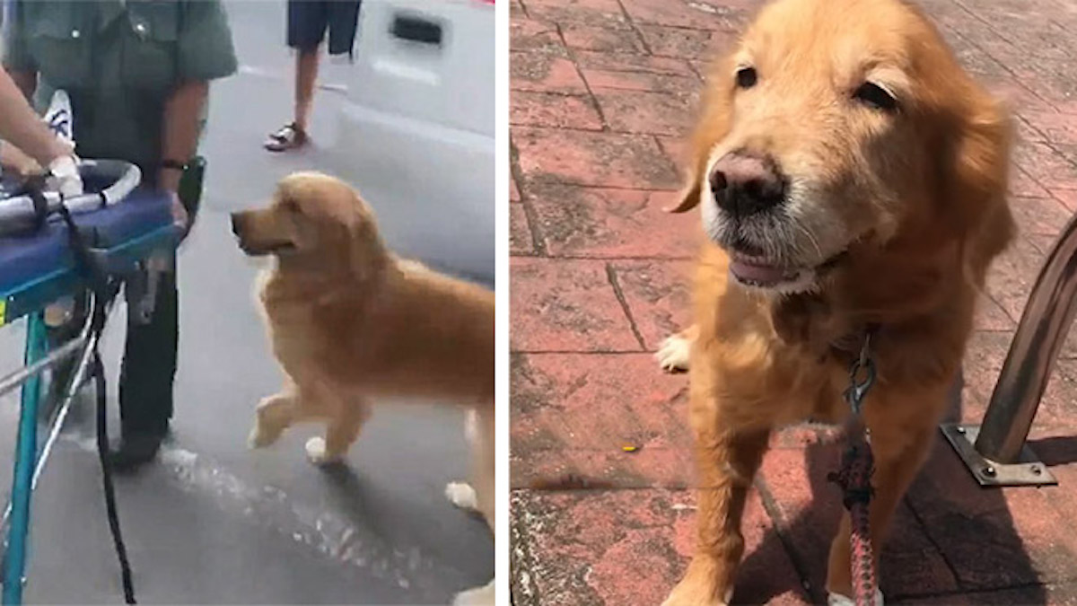 Vidéo: Un chien fidèle refuse d'abandonner sa maîtresse qui s'est effondrée dans la rue